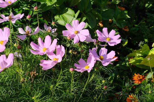 Image of garden cosmos