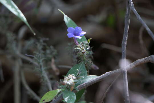 Strobilanthes integrifolius (Dalz.) Kuntze resmi