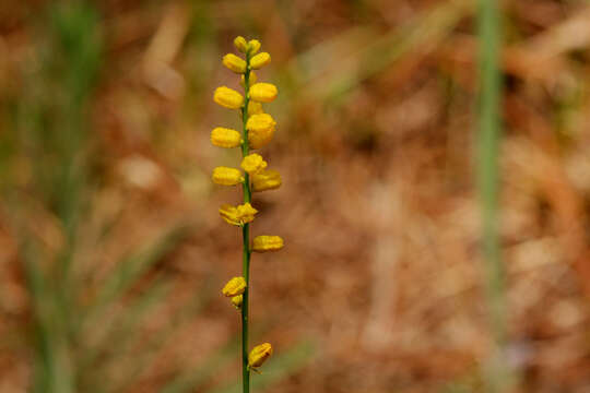 Image of golden colicroot