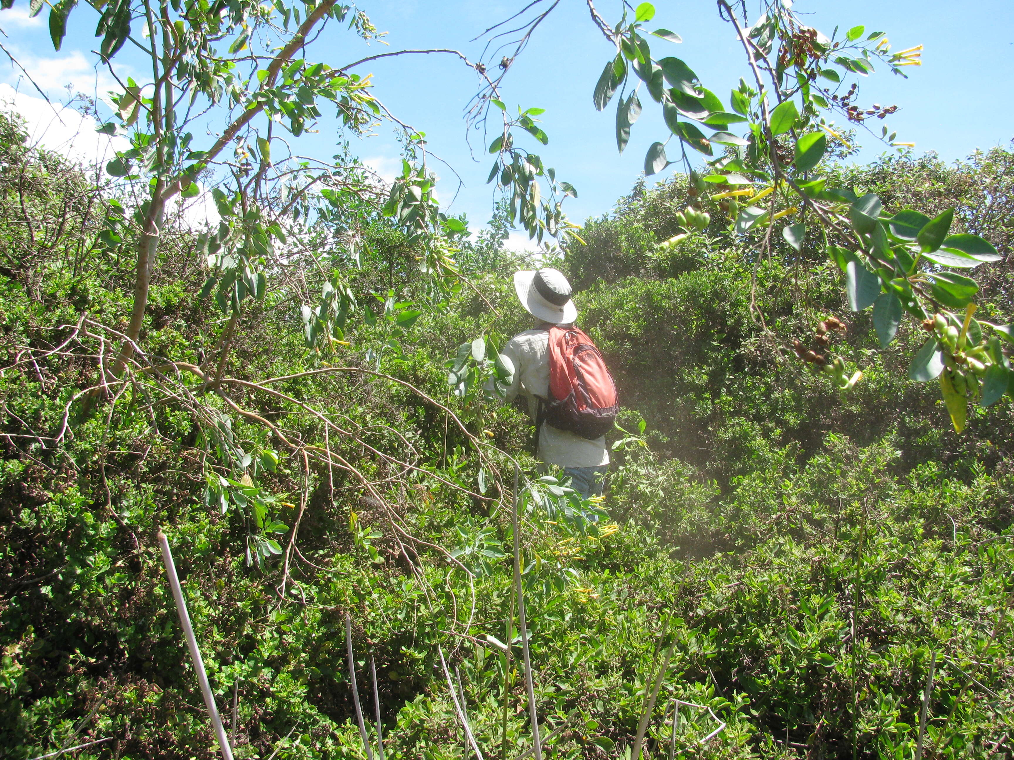 Image of tree tobacco