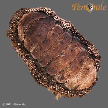 Image of Neoloricata Bergenhayn 1955
