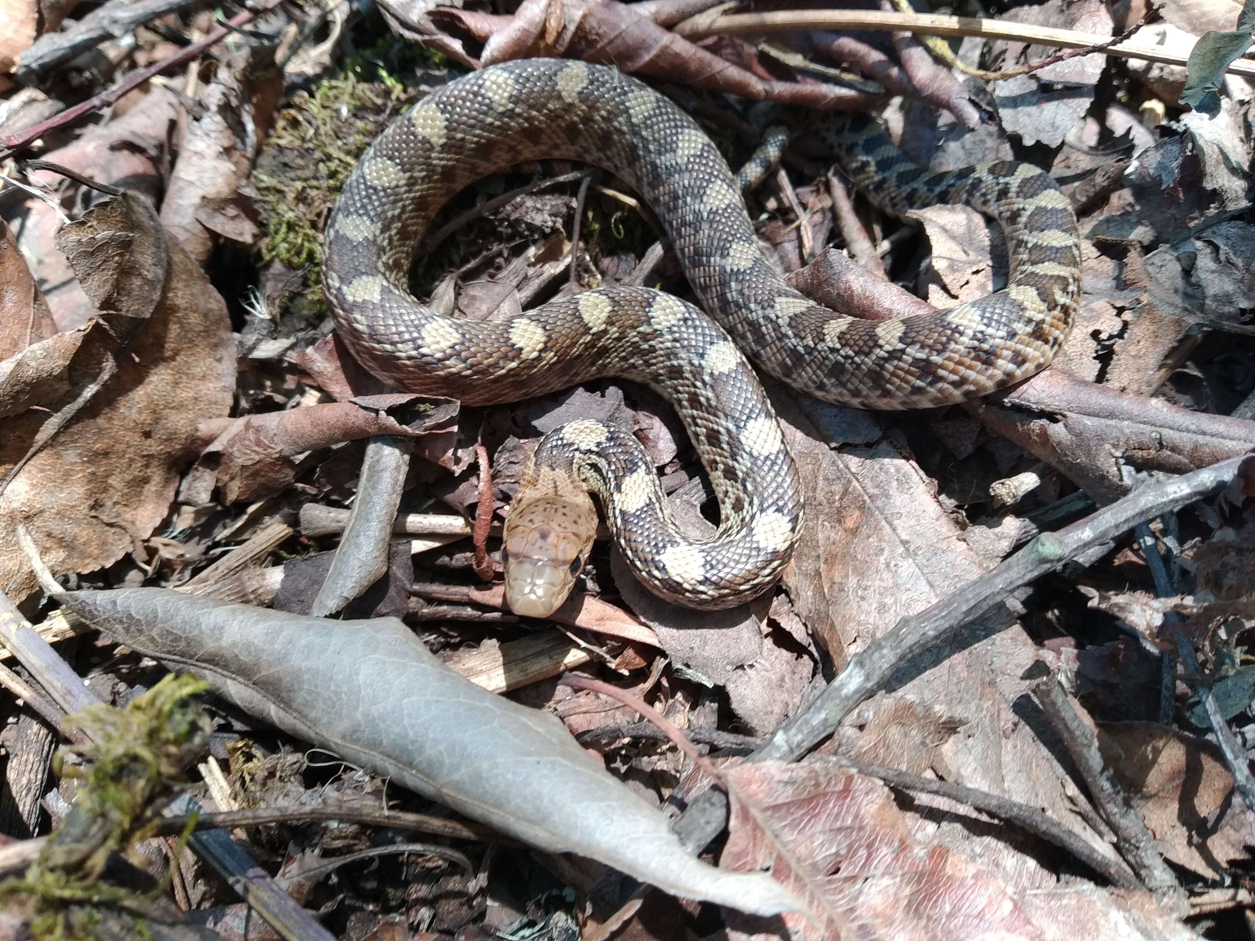 Image of Mexican Bullsnake