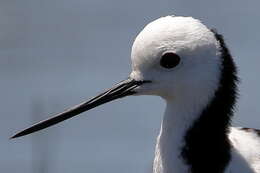 Image of Pied Stilt