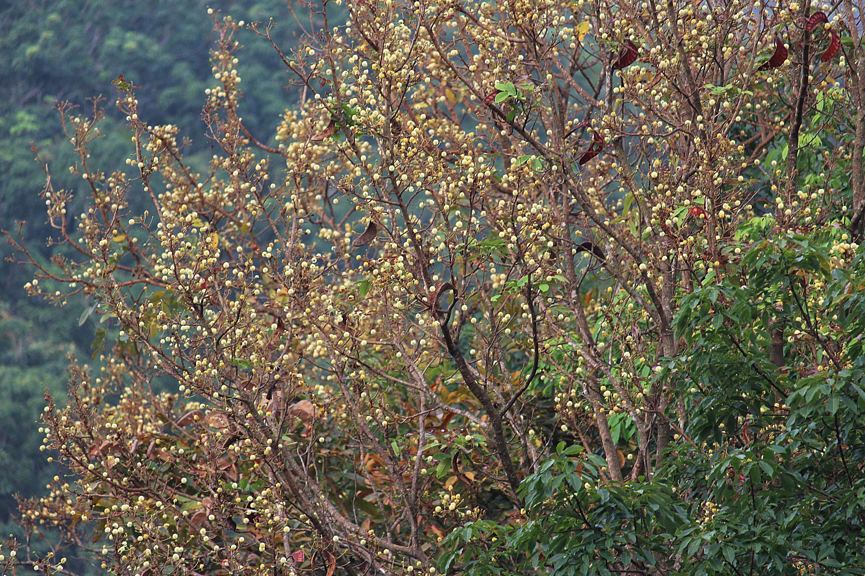 Plancia ëd Xylia xylocarpa (Roxb.) Taub.