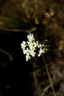 Image of Conospermum taxifolium C. F. Gaertner