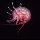 Image de Ceradocus (Denticeradocus) dooliba J. L. Barnard 1972