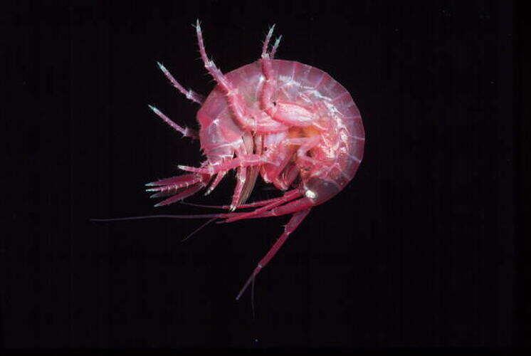 Image of Ceradocus (Denticeradocus) dooliba J. L. Barnard 1972
