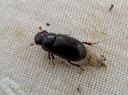 Image of Night-flying Dung Beetle