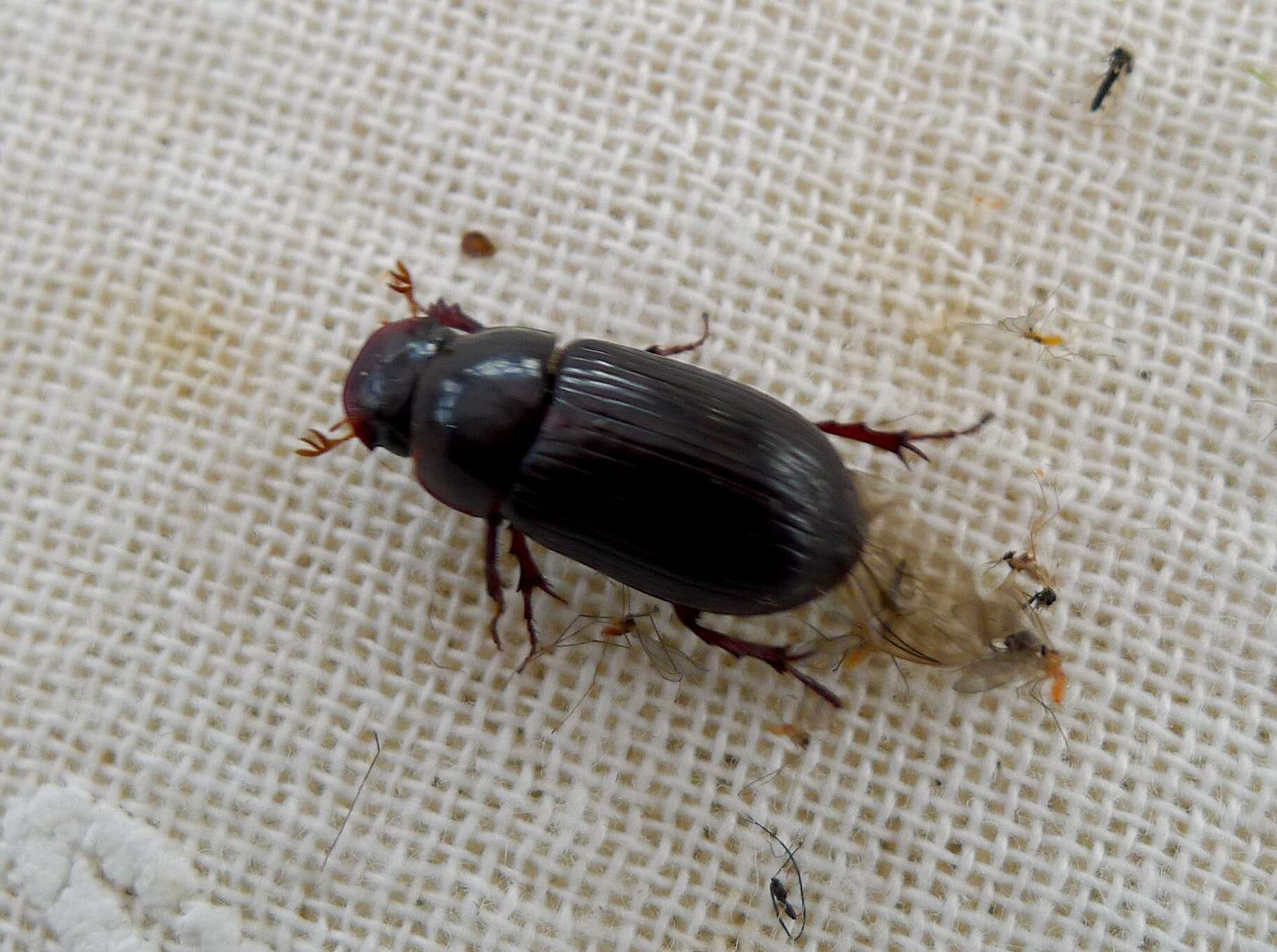 Image of Night-flying Dung Beetle