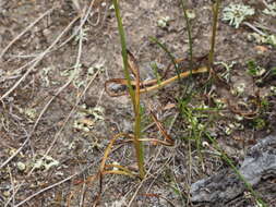 Image of Diuris punctata var. punctata