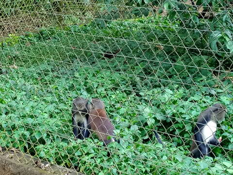 Image of Mona Guenon