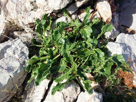 Image of sea beet