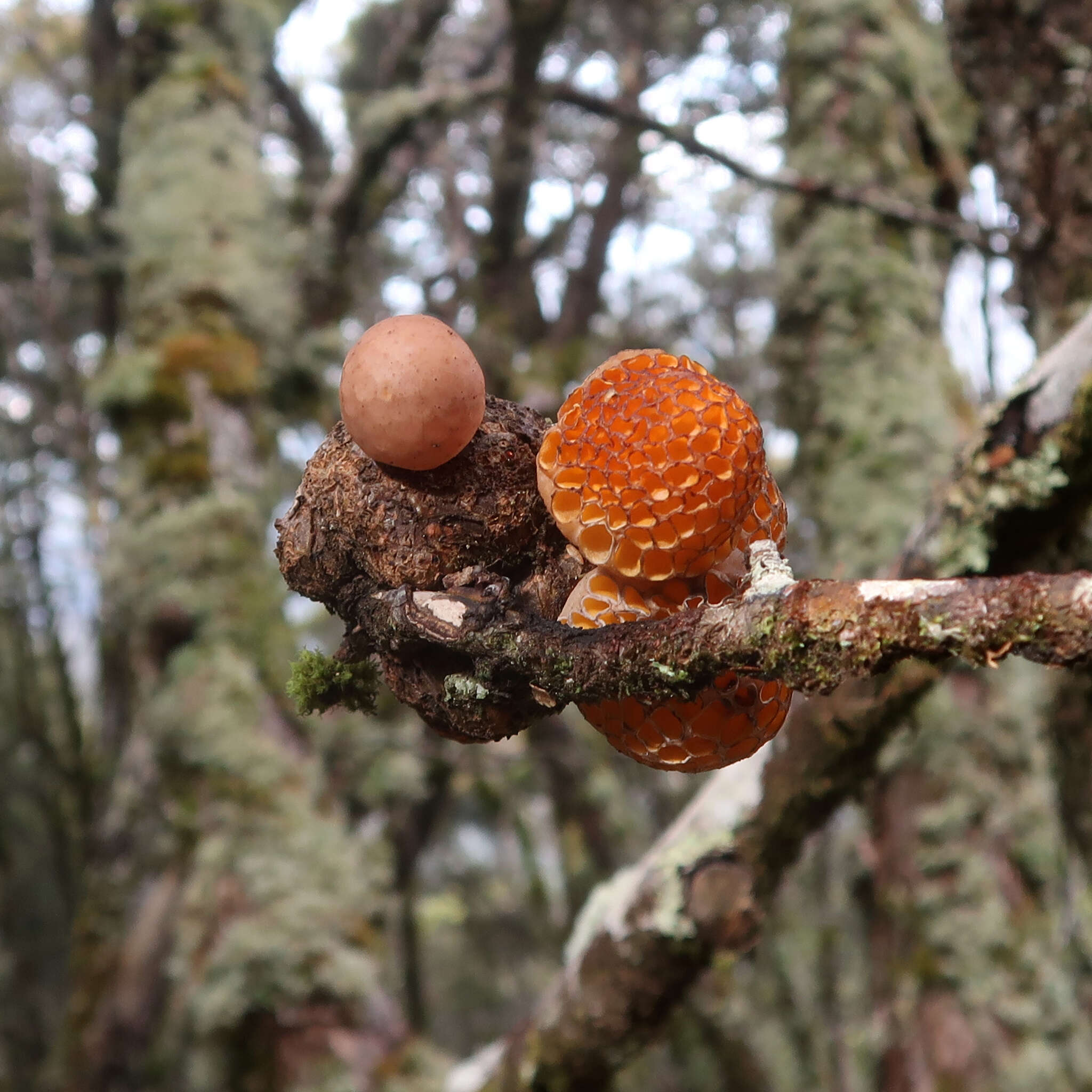 Image of beech orange (fungus)