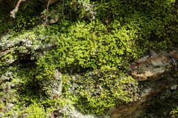 Image of aulacomnium moss