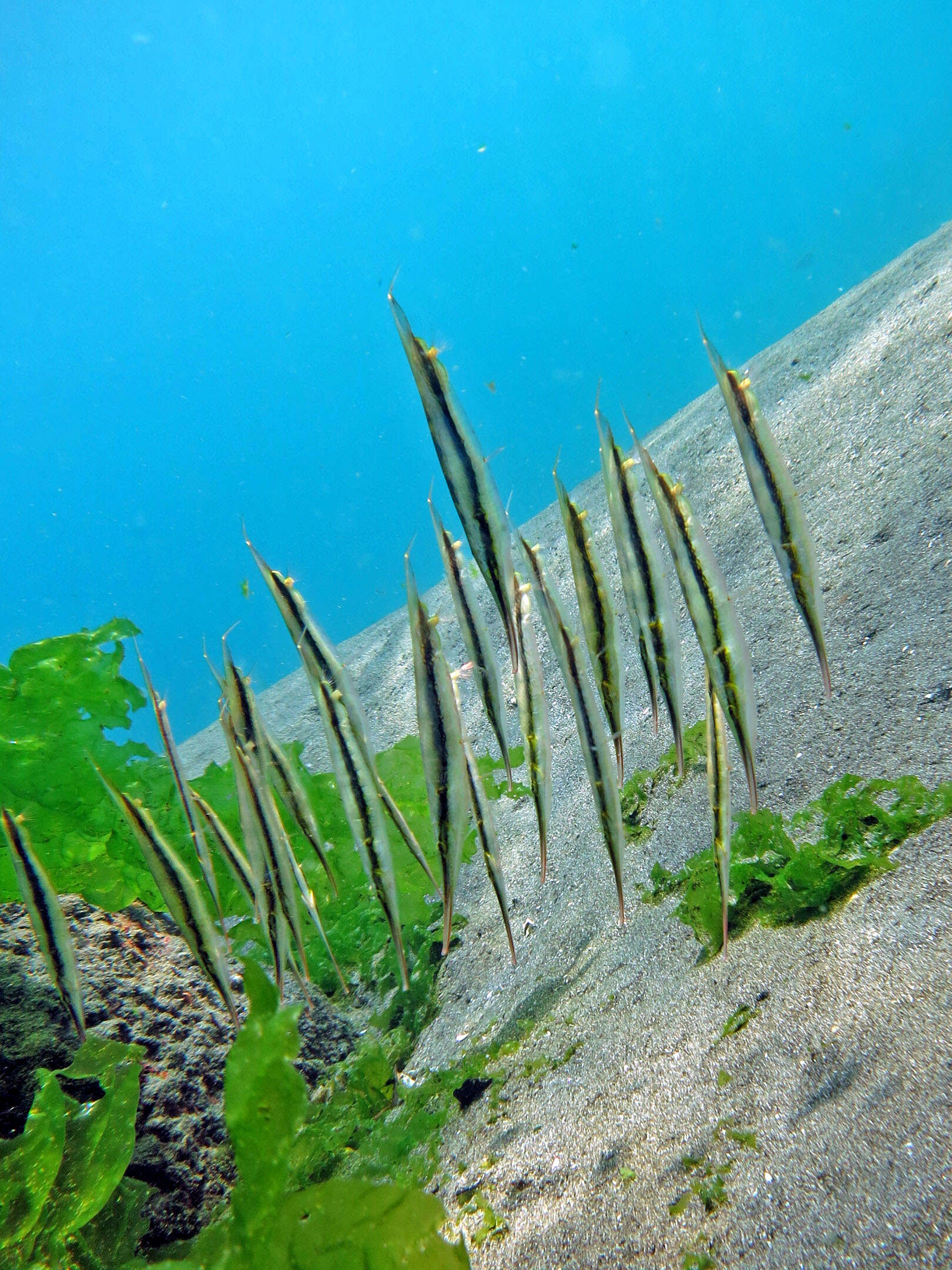 Image of Hinged shrimpfish