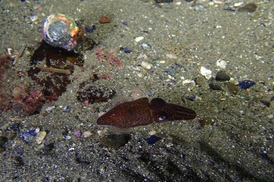 Image of Pacific Bobtail Squid