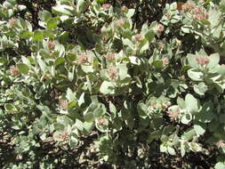 Слика од Arctostaphylos auriculata Eastw.