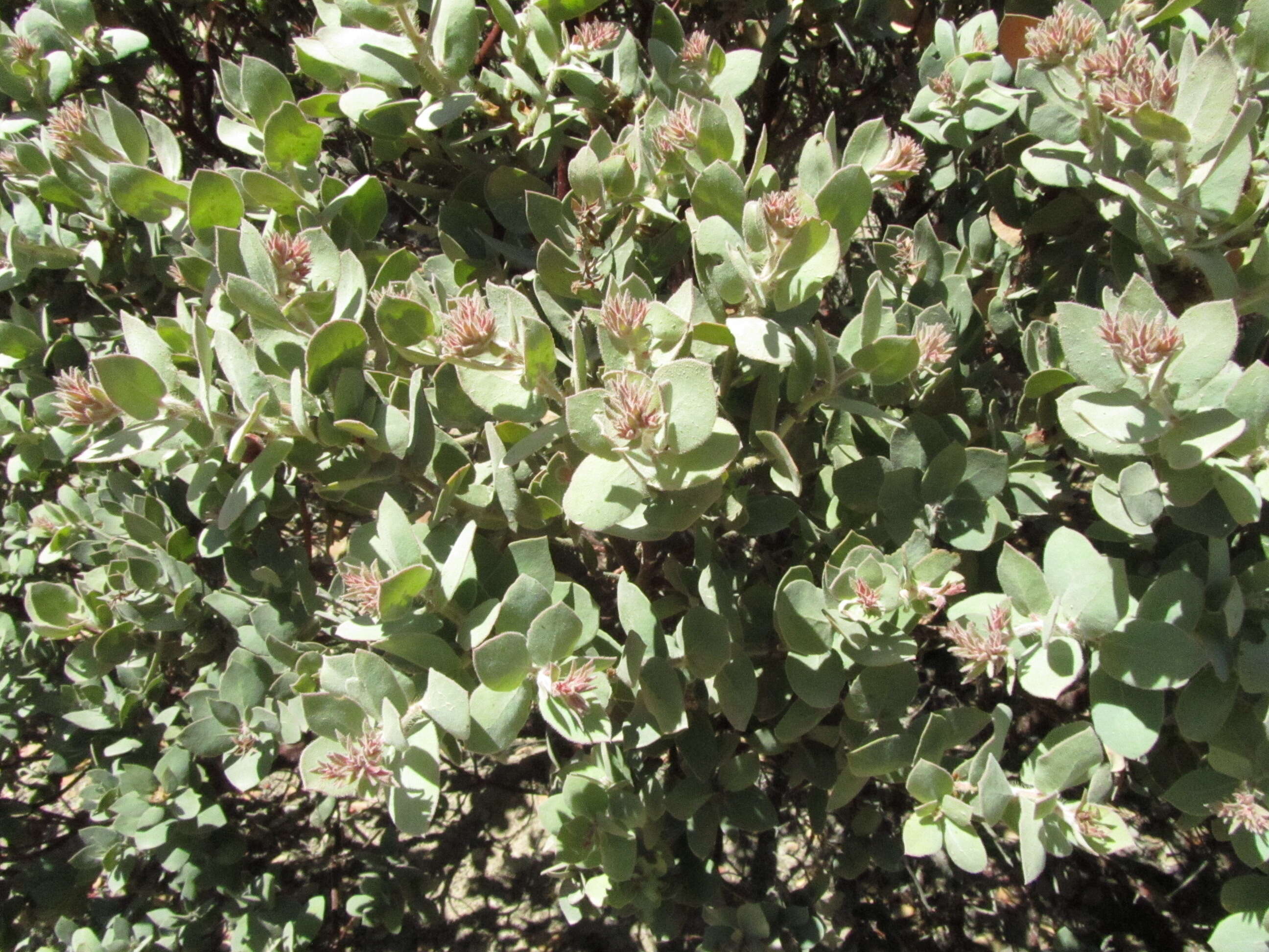 Слика од Arctostaphylos auriculata Eastw.