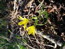 Image of star of Bethlehem