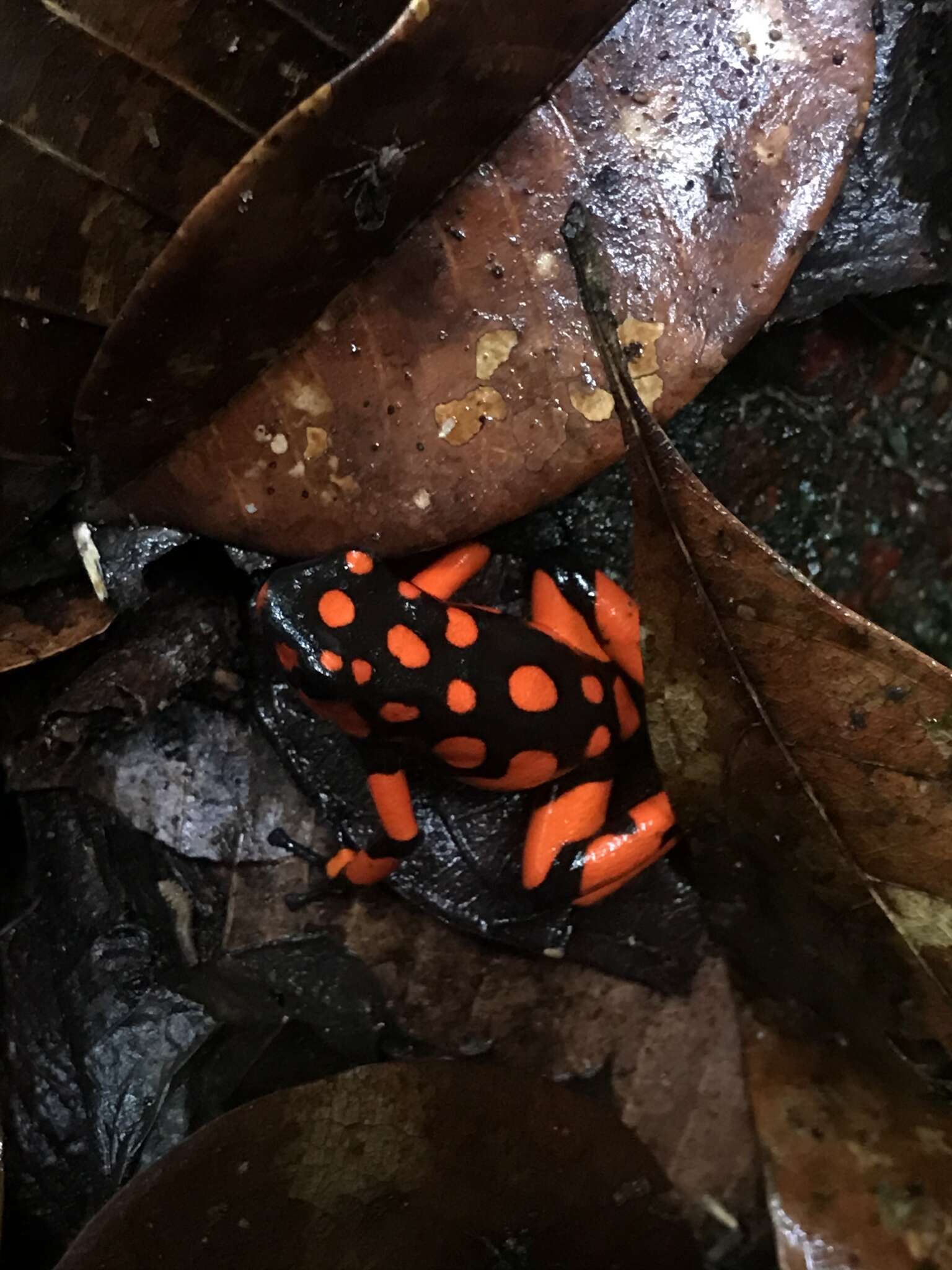 Image of Oophaga solanensis Posso-Terranova & Andrés 2018