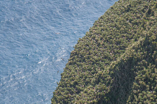 Image of Indian Yellow-nosed Albatross