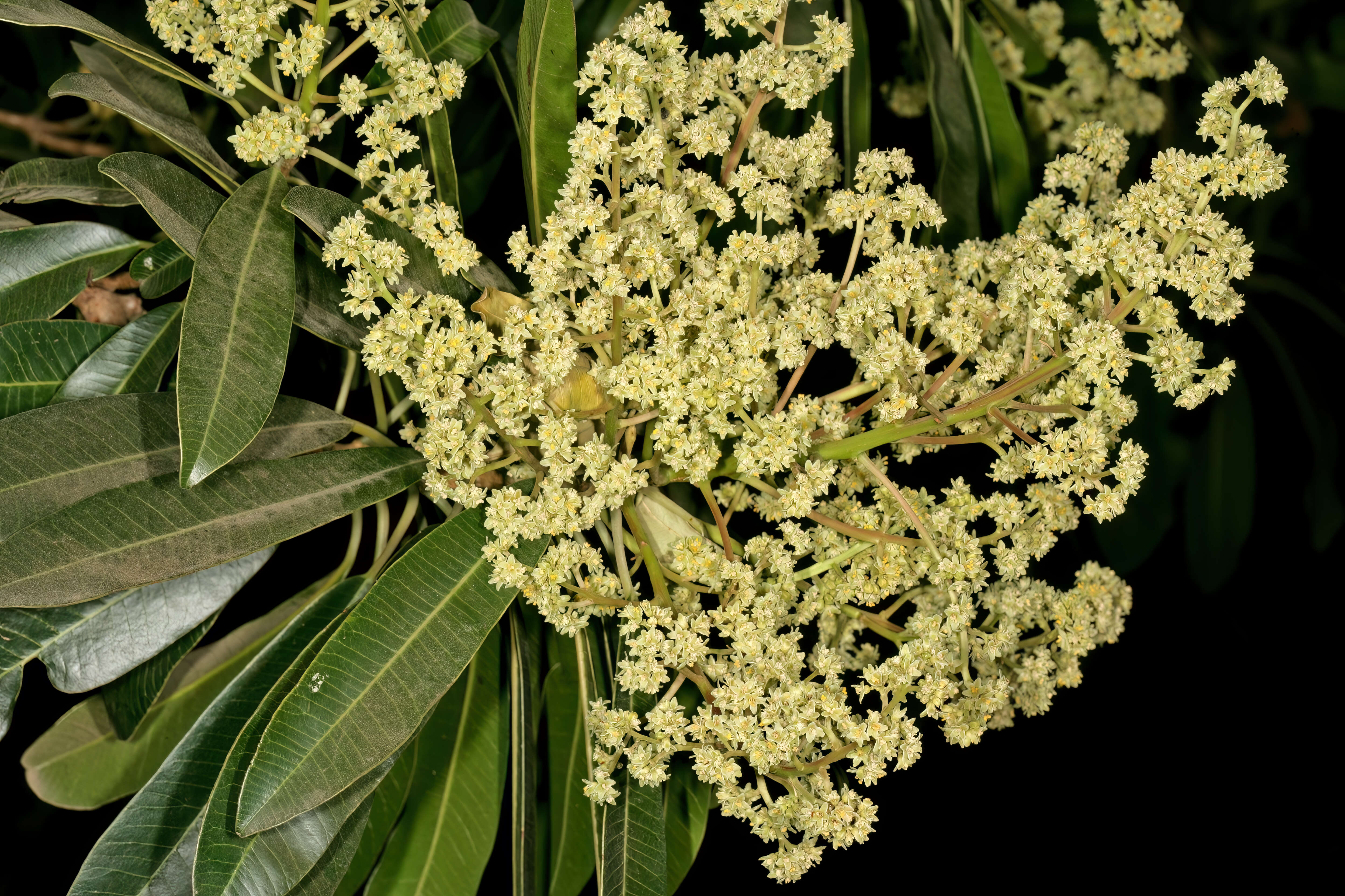 Image of Protorhus longifolia (Bernh.) Engl.