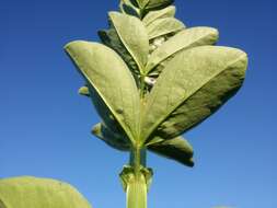 Image of Broad Bean