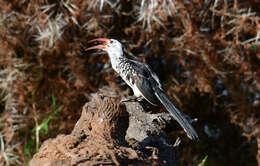 Image of Northern Red-billed Hornbill