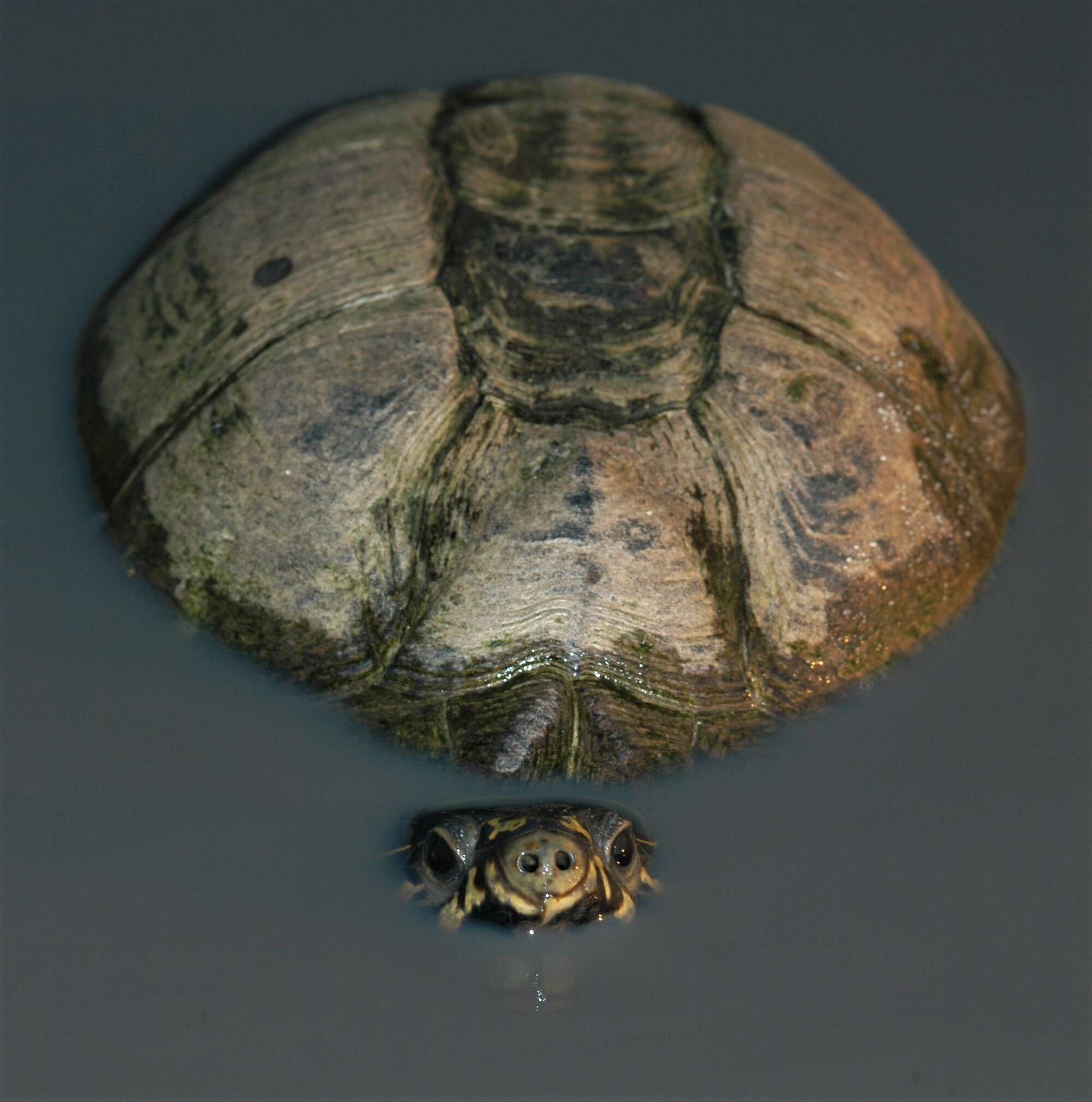 Image of Okavango Mud Turtle