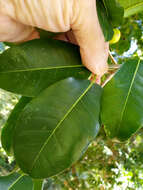 Image de Ficus superba var. henneana (Miq.) Corner