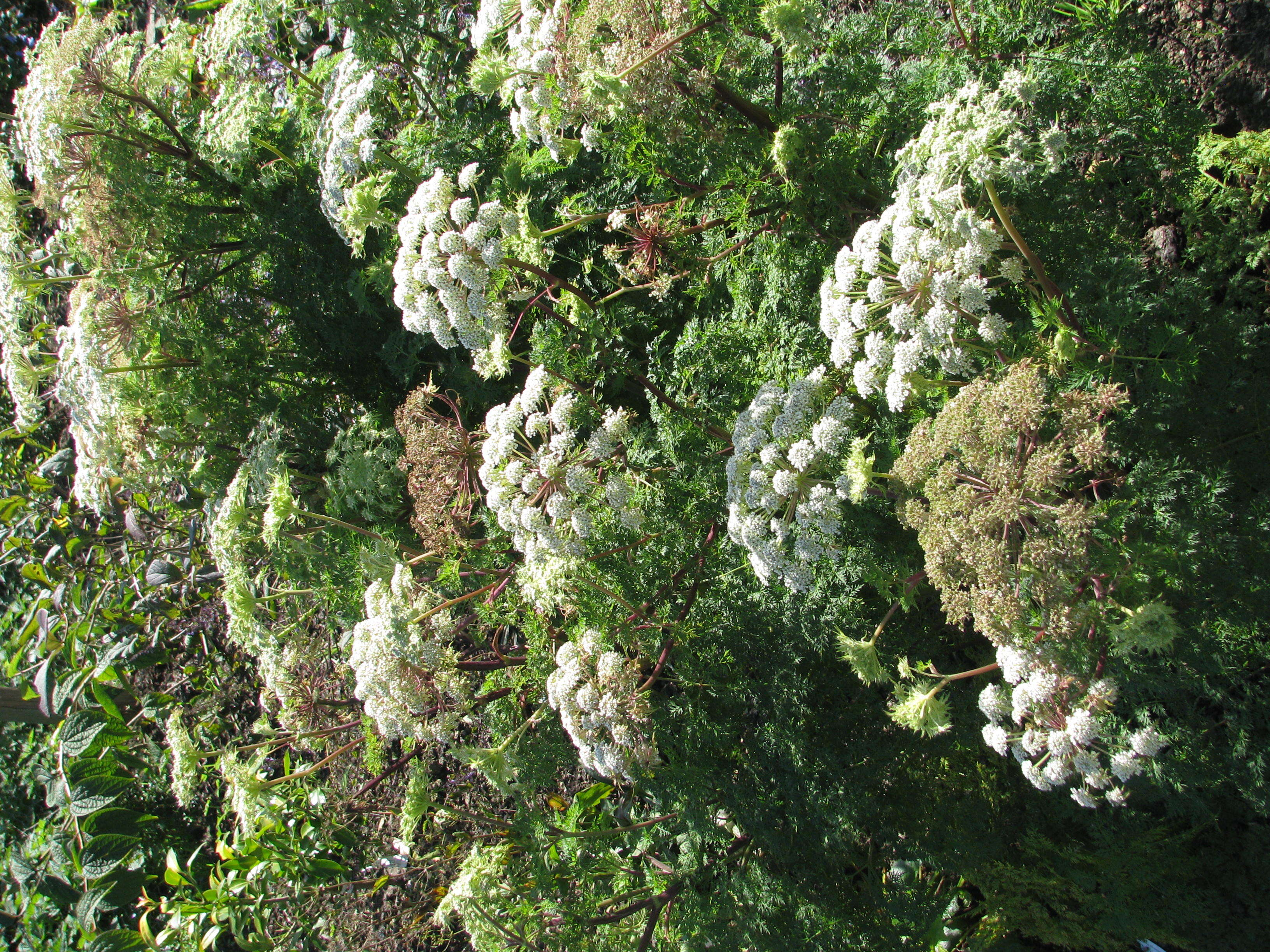 Слика од Ligusticopsis