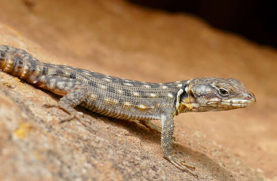 Image de Lézard des rochers du Drakensberg