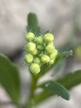 Image de Lepidium jaredii Brandegee