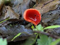 Image of Ruby elfcup