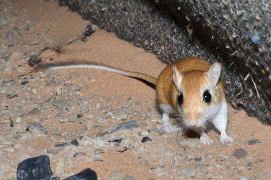 Image of Lesser Egyptian Gerbil