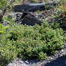 Image of Darwinia hortiorum K. R. Thiele