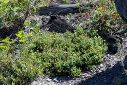 Image of Darwinia hortiorum K. R. Thiele