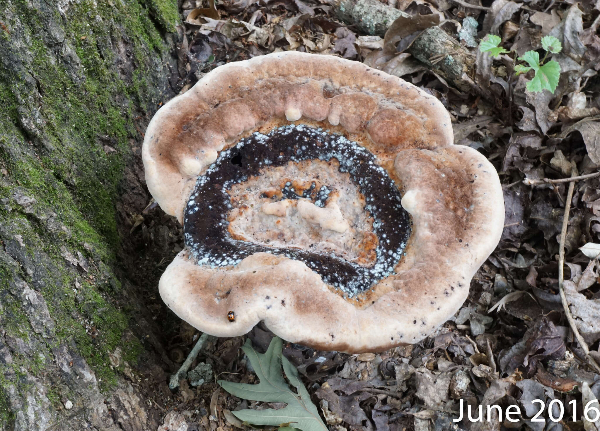 Image of Laetiporus persicinus (Berk. & M. A. Curtis) Gilb. 1981