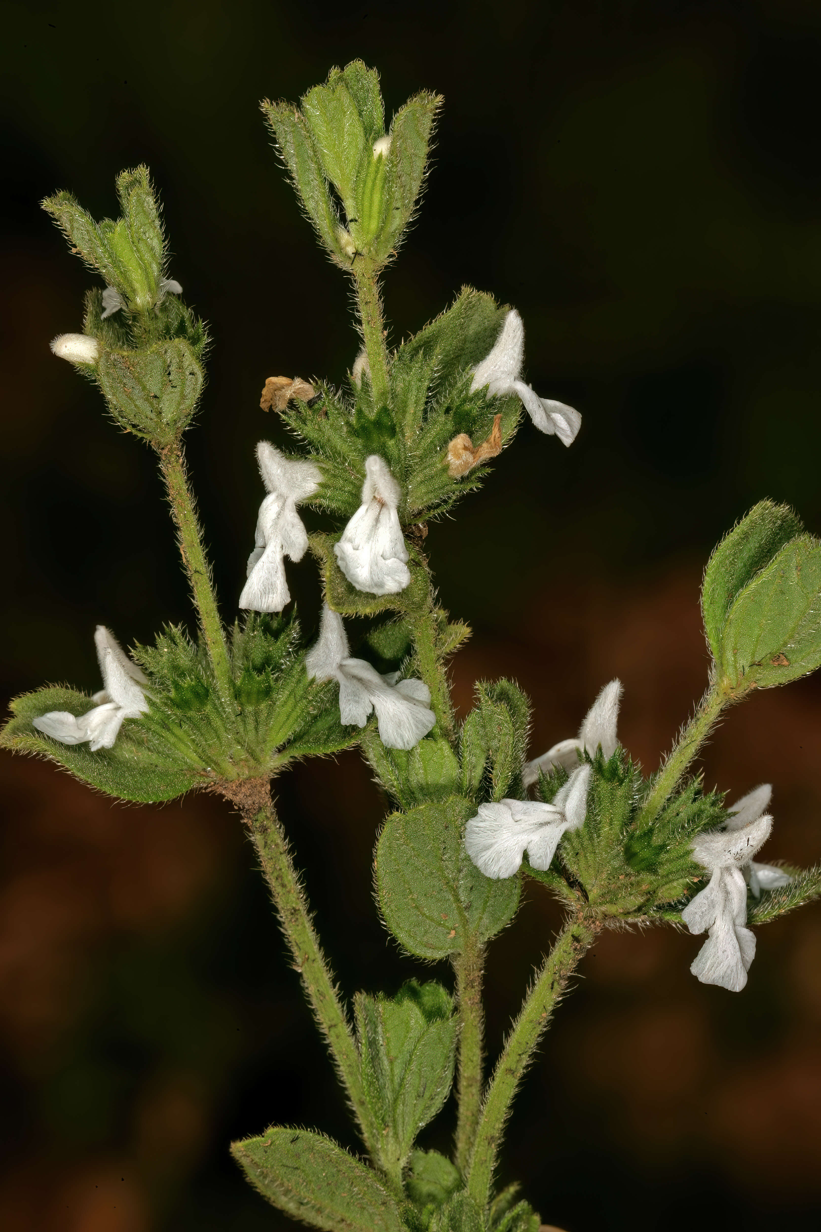 Image of white cat's paw