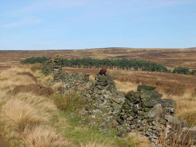 Image of Red Grouse