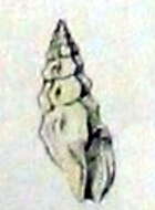 Image of Ithycythara pentagonalis (Reeve 1845)