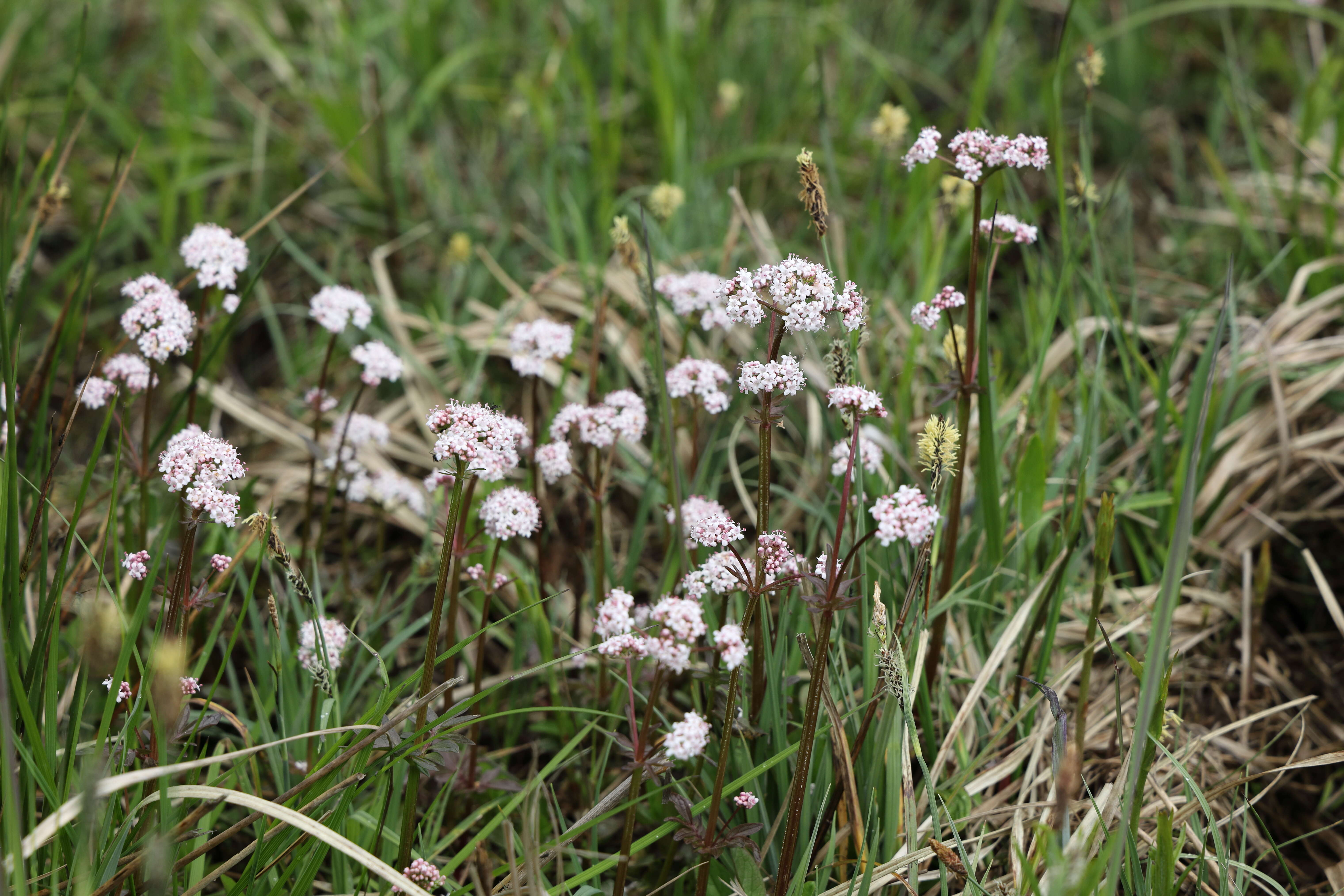 Image of marsh valerian