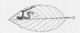 Image of Stigmella rosaefoliella (Clemens 1861) Wilkinson et al. 1979