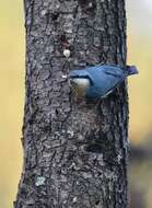 Image of Eurasian Nuthatch