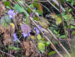 Image of Aberrant Bush Warbler