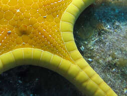 Image of Double Sea Star