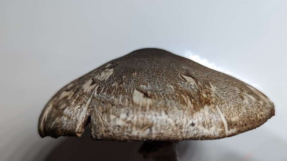 Image of Dark scaled mushroom