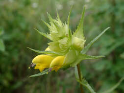 Image of late-flowering yellow rattle