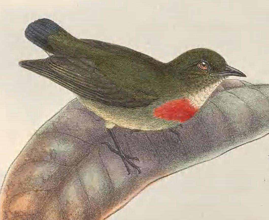 Image of Olive-crowned Flowerpecker