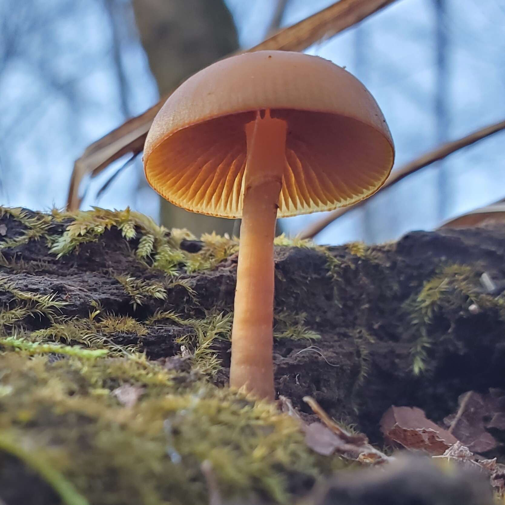 Image of Galerina marginata (Batsch) Kühner 1935